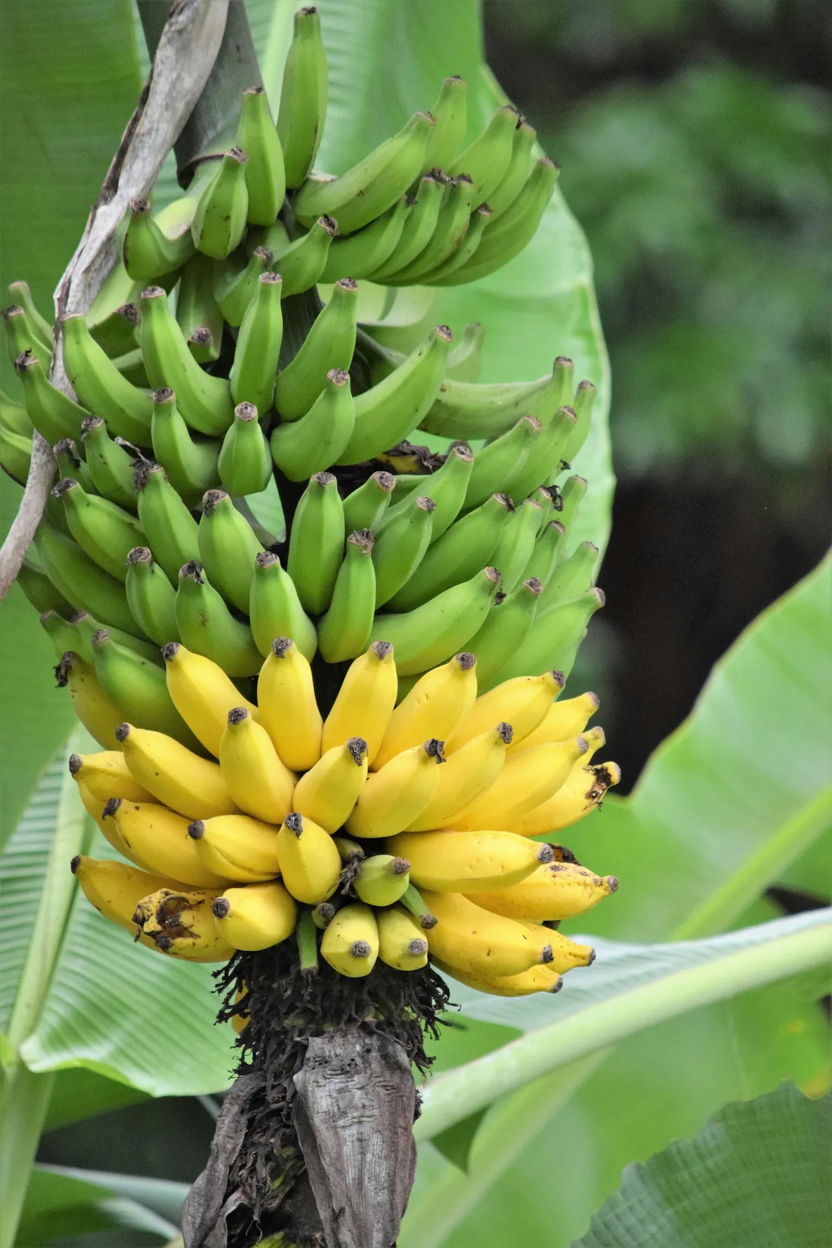 Banana